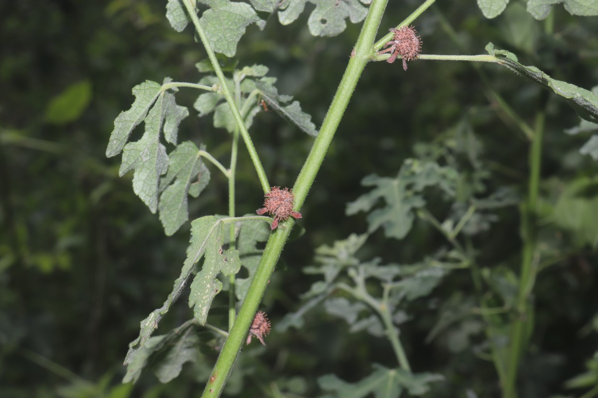 Urena lobata subsp. sinuata (L.) Borss.Waalk.